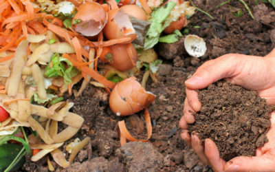 Cómo crear tu propio fertilizante natural para plantas con los residuos orgánicos de tu cocina