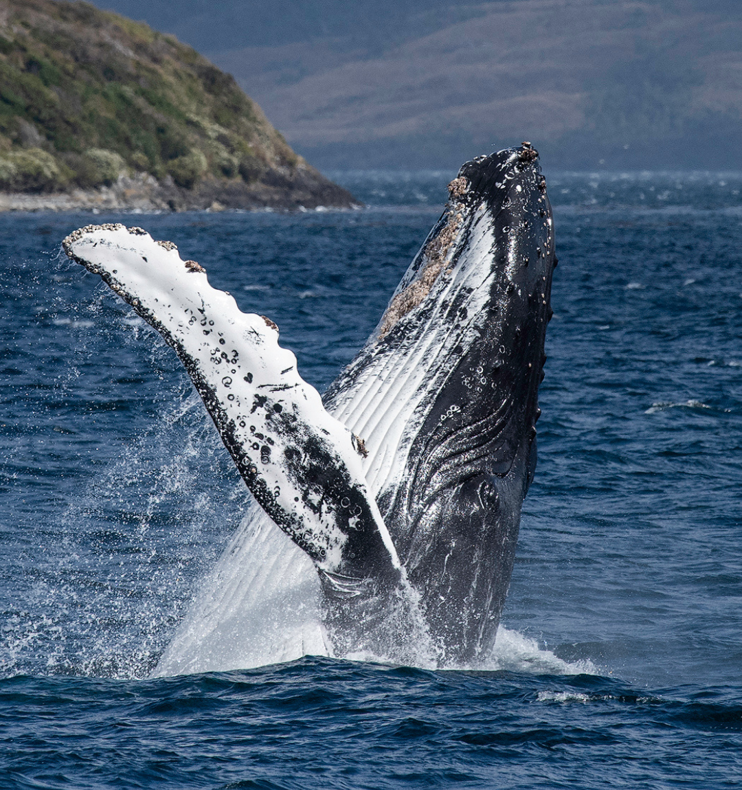 Ballena jorobada