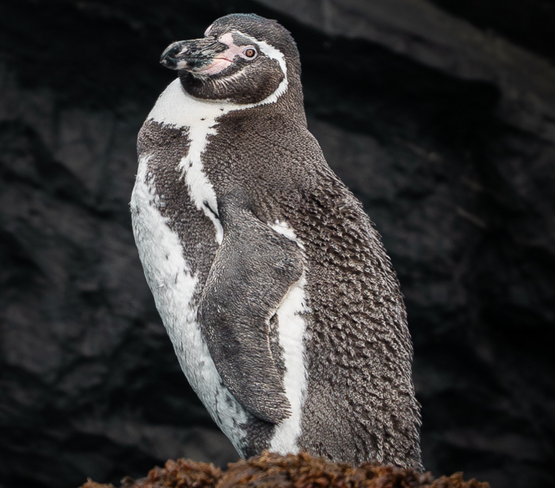 Pingüino de Humboldt