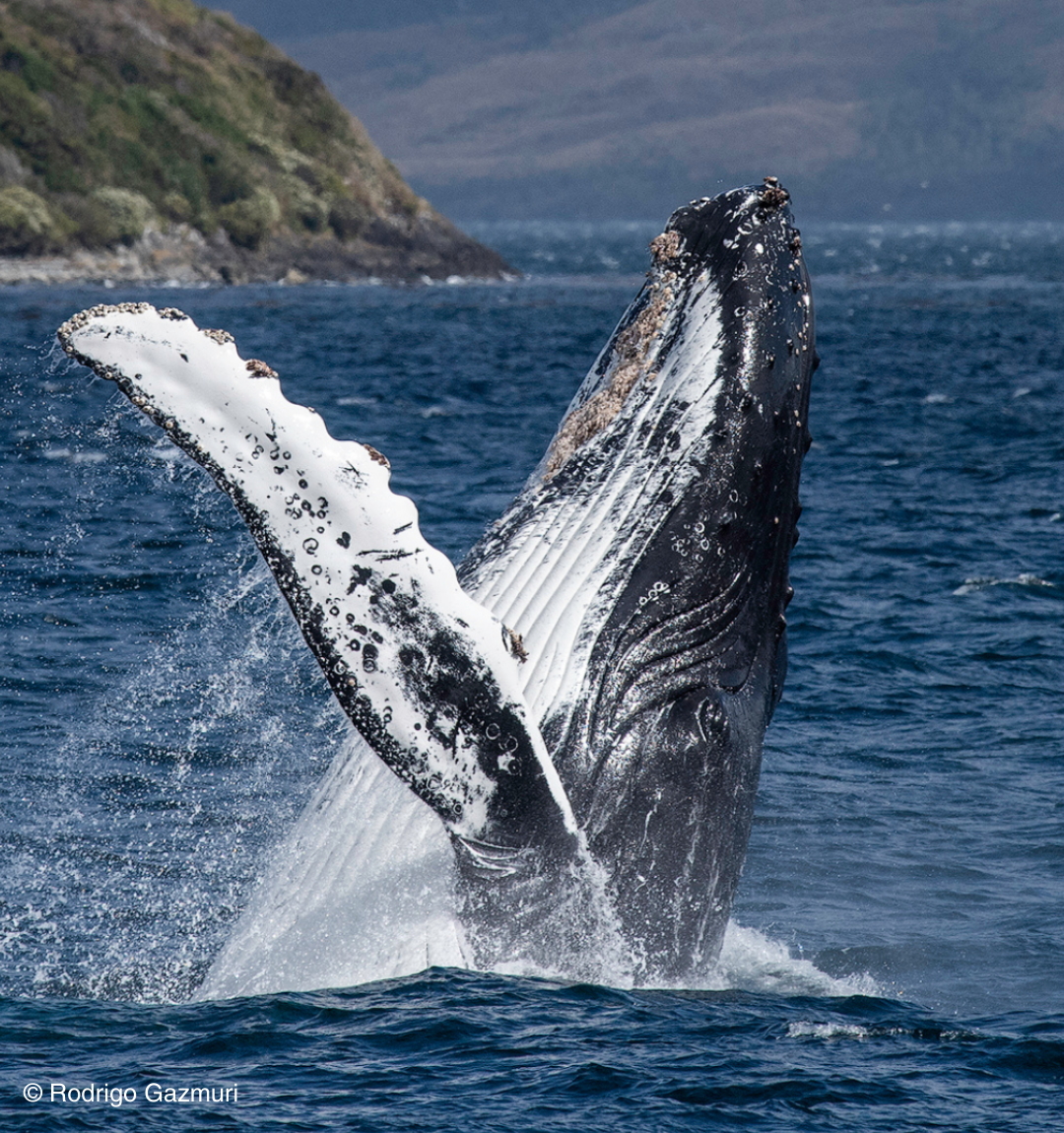 Ballena Jorobada
