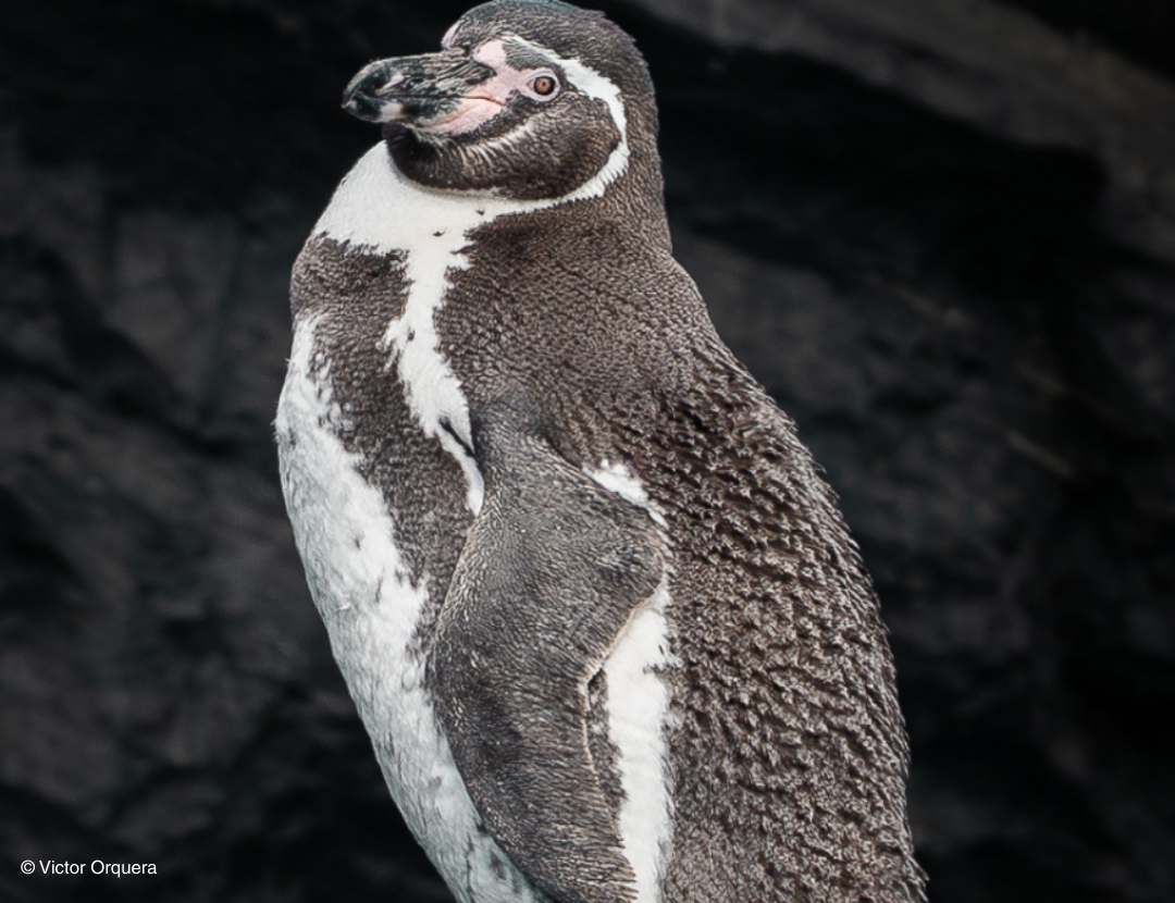 Pingüino de Humboldt